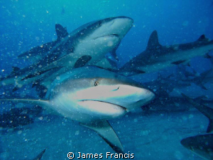 I took this close-up of a Black tip Reef shark on a shark... by James Francis 